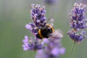 hummel