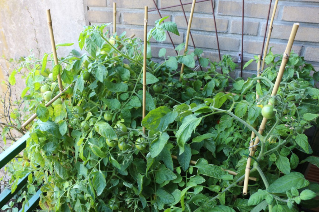 Wildwuchs ohne Ausgeizen