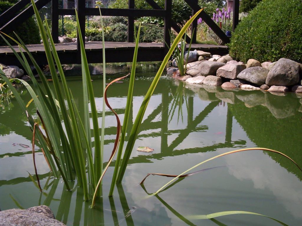 Der Gartenteich bietet Idylle und einen Lebensraum für viele Kleinlebewesen