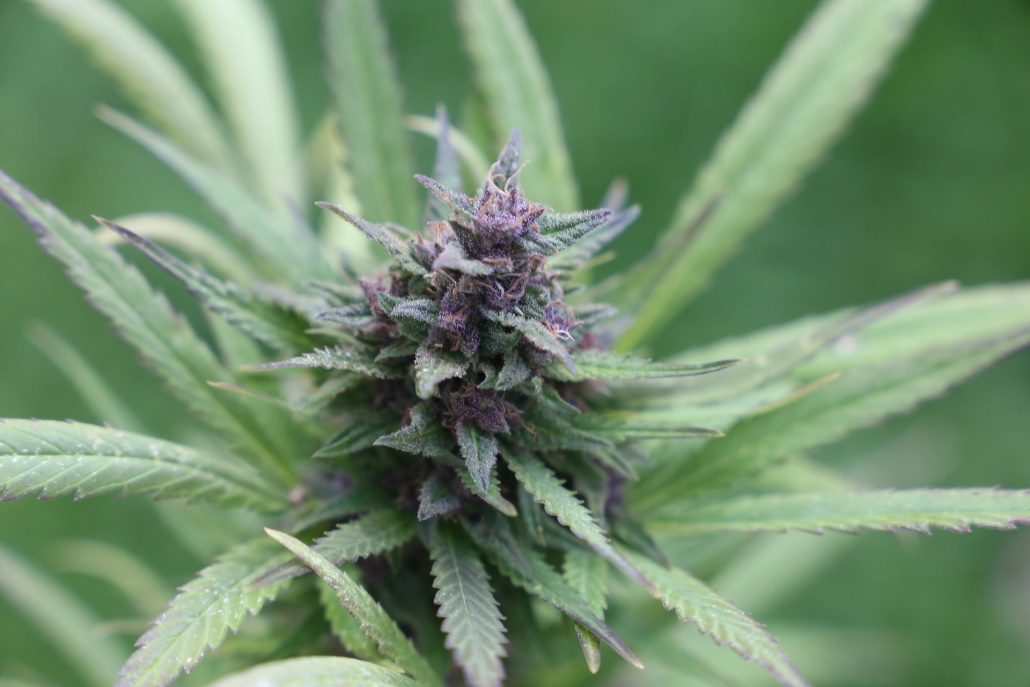 cbd-hanf-canabis-bluete