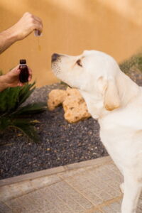 cbd-oil-fuer_hunde